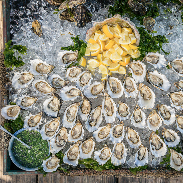 Oysters on ice display